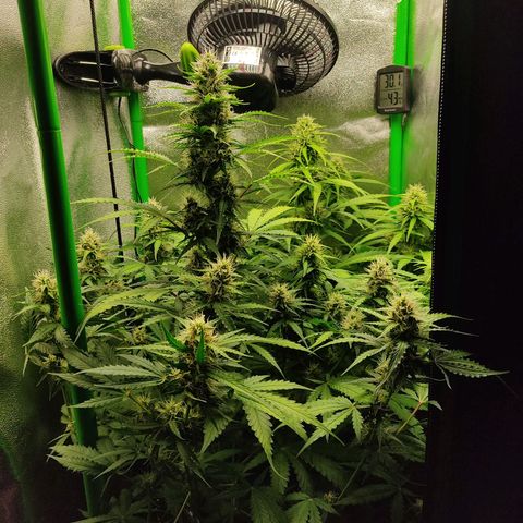 Ernie und Bert growlog timeline photo