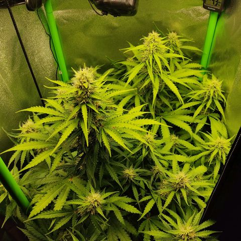 Ernie und Bert growlog timeline photo