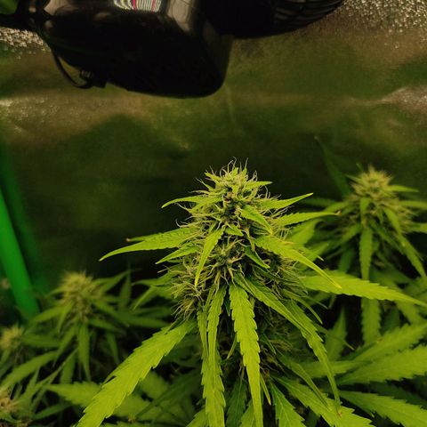 Ernie und Bert growlog timeline photo