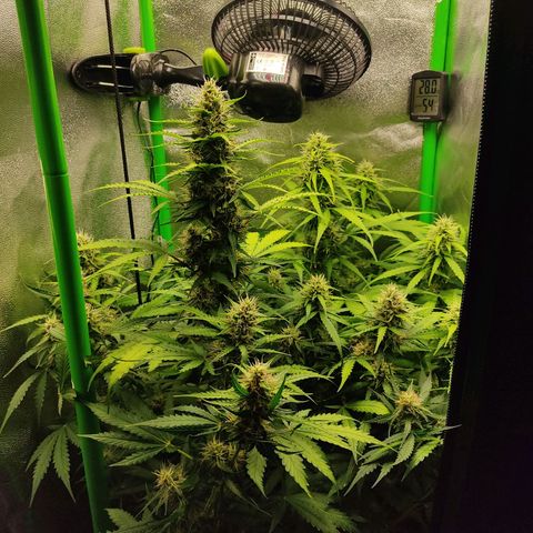 Ernie und Bert growlog timeline photo