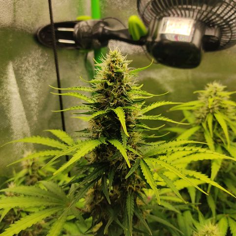 Ernie und Bert growlog timeline photo