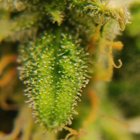 Ernie und Bert growlog timeline photo