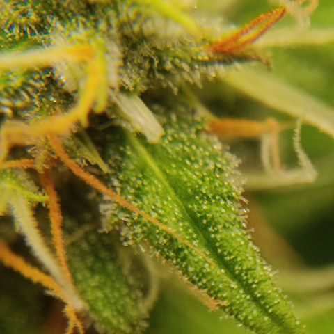 Ernie und Bert growlog timeline photo