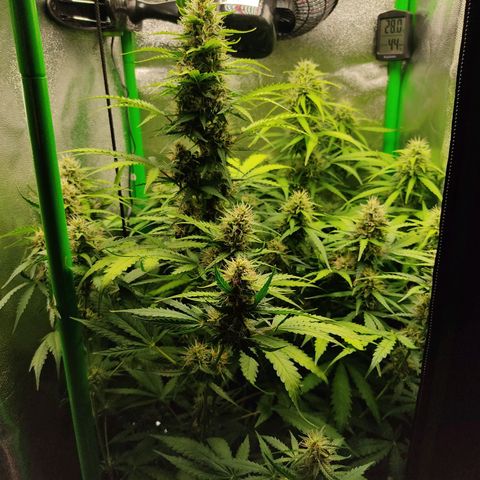 Ernie und Bert growlog timeline photo