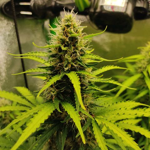 Ernie und Bert growlog timeline photo