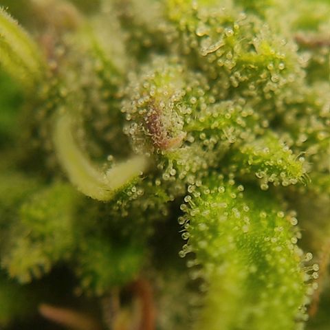Ernie und Bert growlog timeline photo