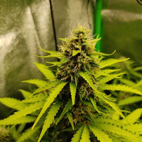 Ernie und Bert growlog timeline photo