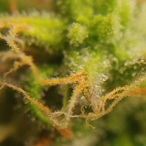 Ernie und Bert growlog timeline photo