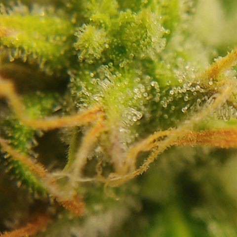 Ernie und Bert growlog timeline photo
