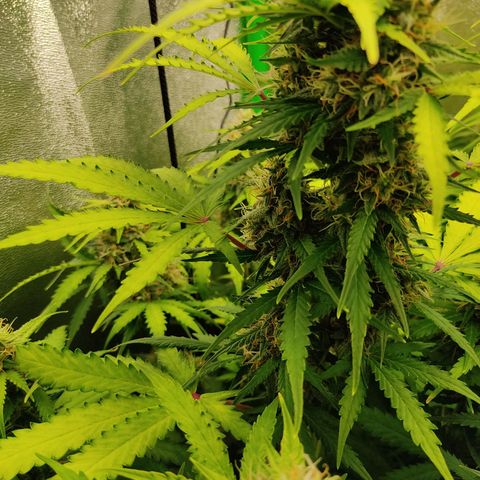 Ernie und Bert growlog timeline photo