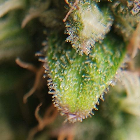 Ernie und Bert growlog photo: Sind alles Bilder von Ernie. Noch relativ viele klare Trichome zu erkennen.