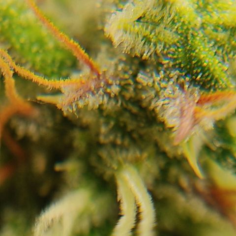 Ernie und Bert growlog photo: Sind alles Bilder von Ernie. Noch relativ viele klare Trichome zu erkennen.