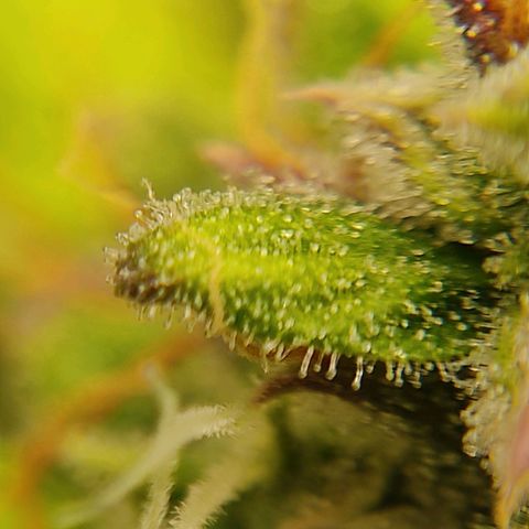 Ernie und Bert growlog photo: Sind alles Bilder von Ernie. Noch relativ viele klare Trichome zu erkennen.