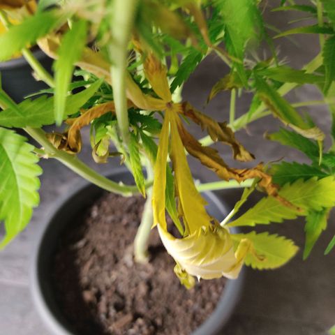 Ernie und Bert growlog timeline photo