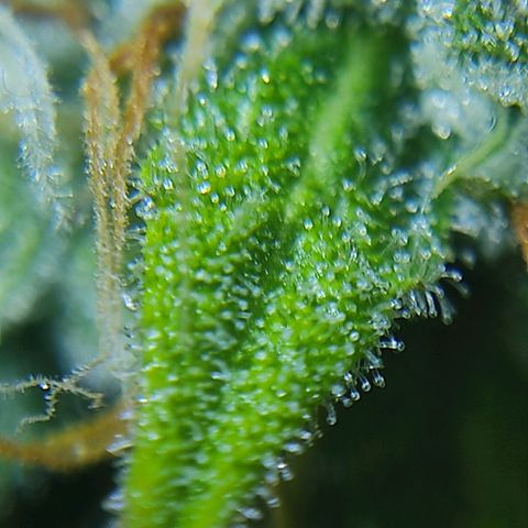 Ernie und Bert growlog timeline photo