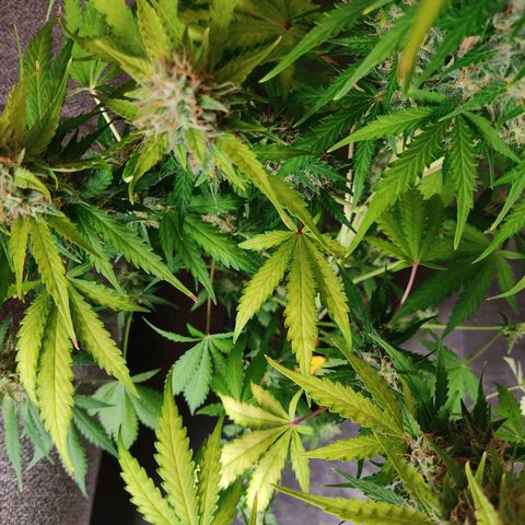 Ernie und Bert growlog timeline photo