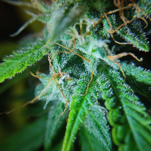 Ernie und Bert growlog timeline photo