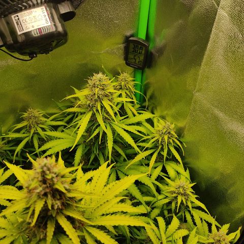 Ernie und Bert growlog timeline photo