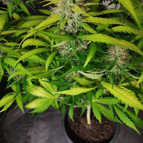 Ernie und Bert growlog timeline photo