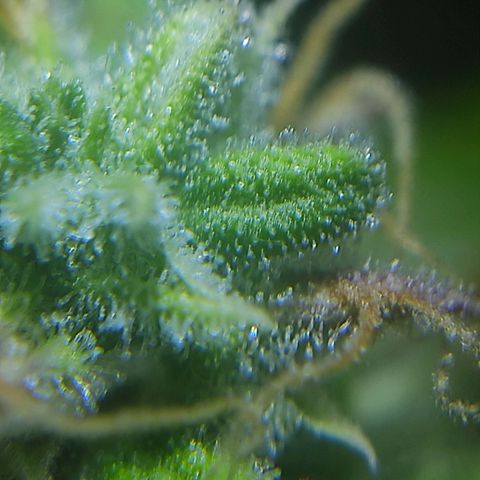 Ernie und Bert growlog timeline photo