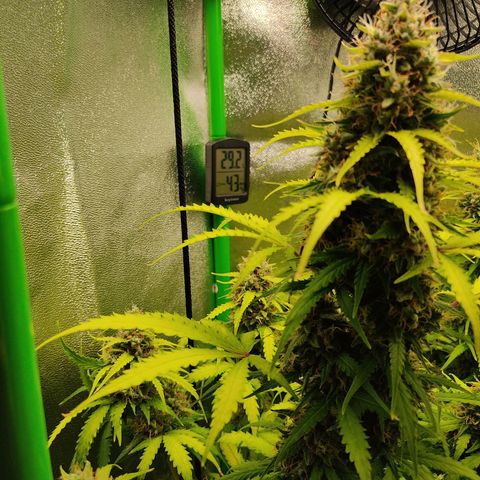 Ernie und Bert growlog timeline photo