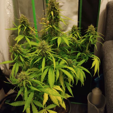 Ernie und Bert growlog timeline photo