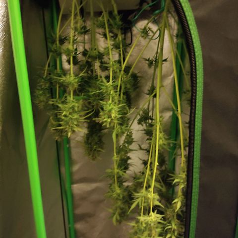 Ernie und Bert growlog timeline photo