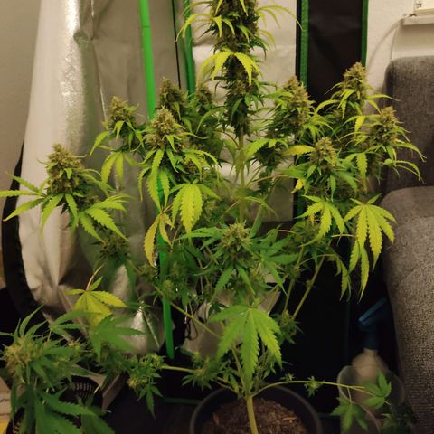 Ernie und Bert growlog timeline photo