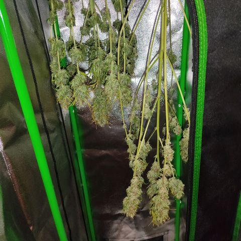 Ernie und Bert growlog timeline photo