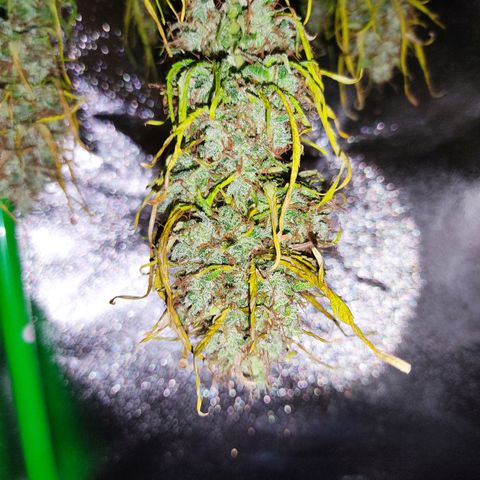 Ernie und Bert growlog timeline photo
