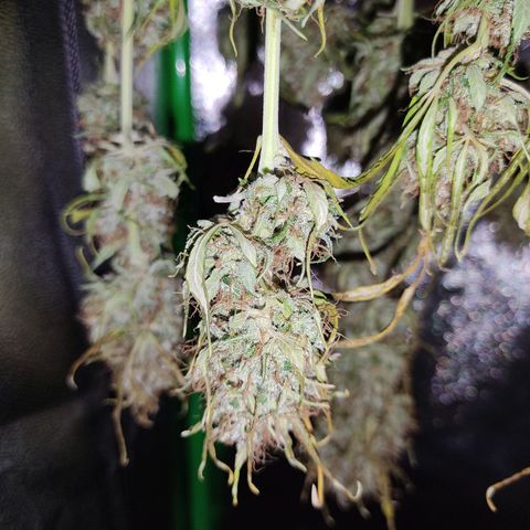 Ernie und Bert growlog timeline photo