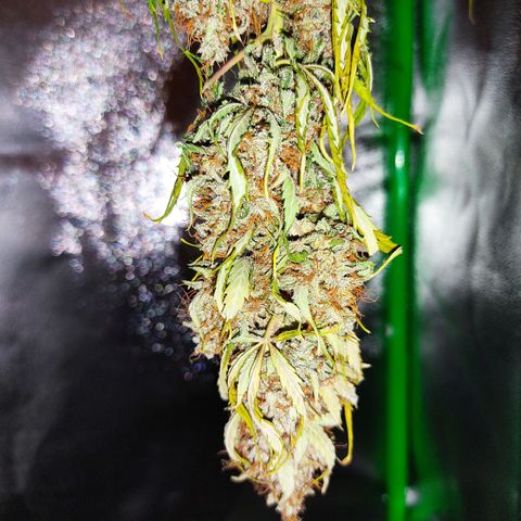 Ernie und Bert growlog timeline photo