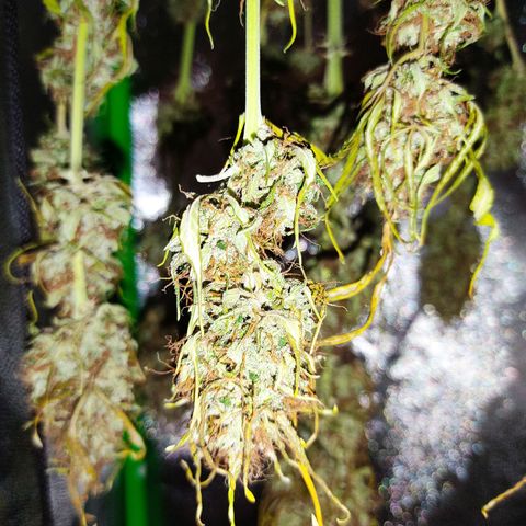 Ernie und Bert growlog timeline photo
