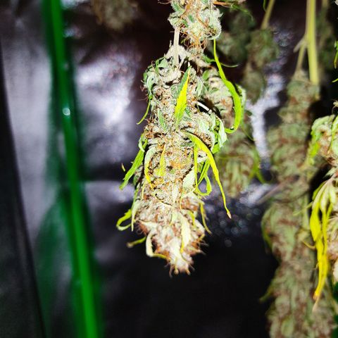 Ernie und Bert growlog timeline photo