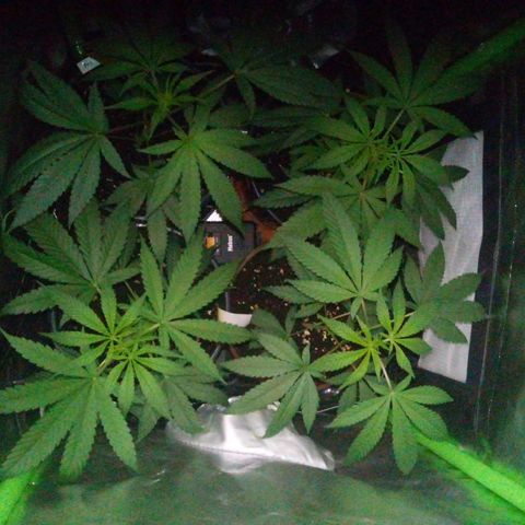 Grinspoon growlog timeline photo