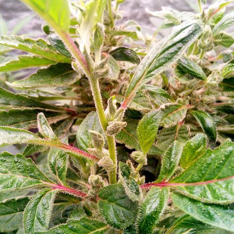 Grinspoon growlog timeline photo