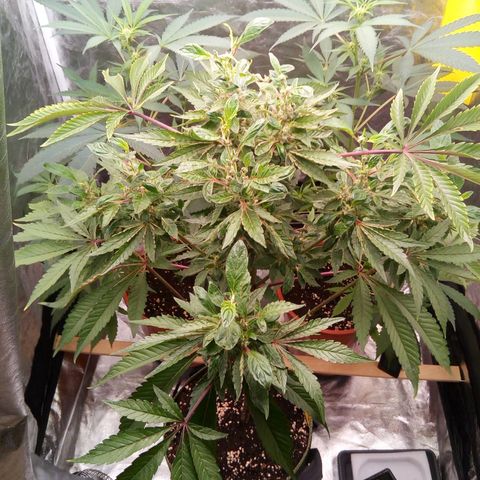 Grinspoon growlog timeline photo