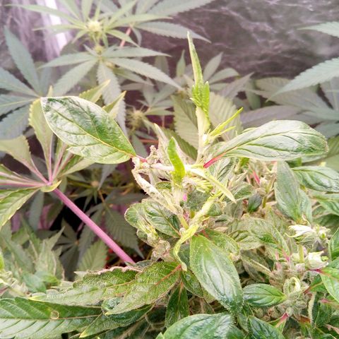 Grinspoon growlog timeline photo