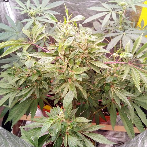 Grinspoon growlog photo: Irgendwie wieder im Wachstum seltsam neue triebe