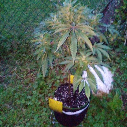 Grinspoon growlog timeline photo