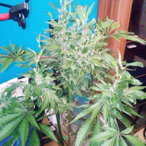 Grinspoon growlog timeline photo