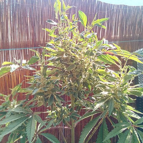 Grinspoon growlog timeline photo
