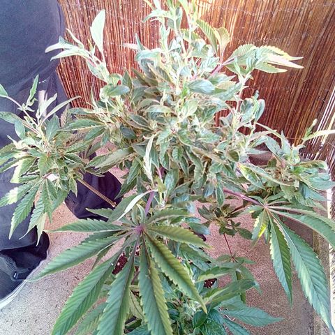 Grinspoon growlog timeline photo