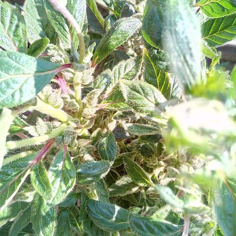 Grinspoon growlog timeline photo