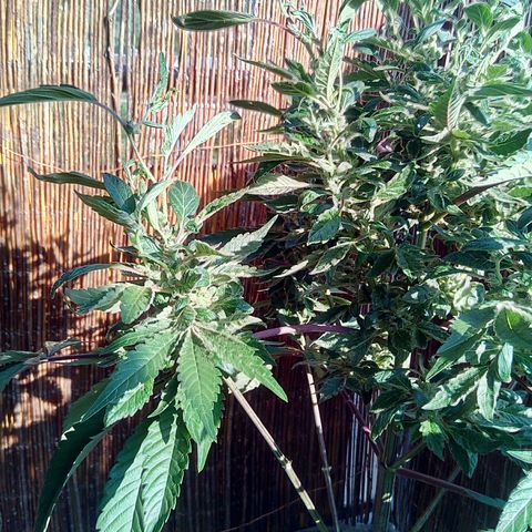 Grinspoon growlog timeline photo
