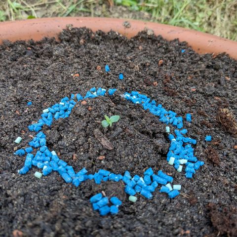 Sensi Amnesia Automatic growlog photo: Die erste Nacht Outdoor wurde gut überstanden, sie sehen gesund und kräftig aus. Der Plastik Dome blieb nachts oben, um etwas Wärme und Schutz vor Fressfeinden zu geben 