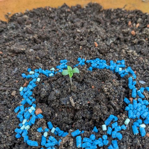 Sensi Amnesia Automatic growlog photo: Die erste Nacht Outdoor wurde gut überstanden, sie sehen gesund und kräftig aus. Der Plastik Dome blieb nachts oben, um etwas Wärme und Schutz vor Fressfeinden zu geben 