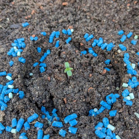 Sensi Amnesia Automatic growlog photo: Die erste Nacht Outdoor wurde gut überstanden, sie sehen gesund und kräftig aus. Der Plastik Dome blieb nachts oben, um etwas Wärme und Schutz vor Fressfeinden zu geben 