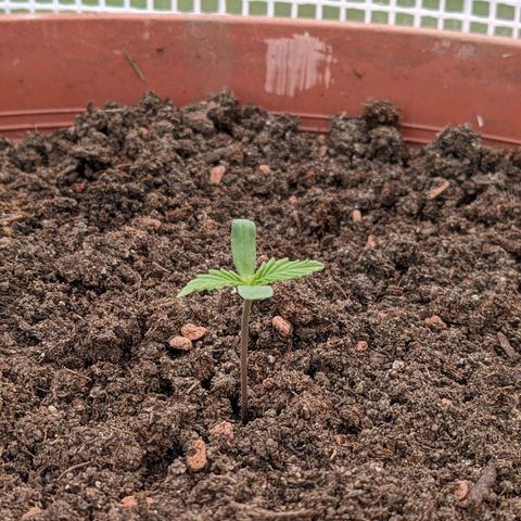 Sensi Amnesia Automatic growlog photo: Schönes leuchtendes grün, die Blätter sind dick und durch den Wind und die geöffnete Türe wird der Stiel auch dicker. Das spargeln ist ausgeblieben, da die Damen immer genügend Licht bekommen haben.