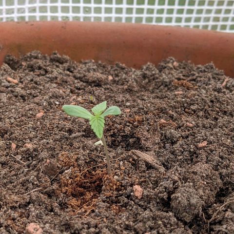 Sensi Amnesia Automatic growlog photo: Schönes leuchtendes grün, die Blätter sind dick und durch den Wind und die geöffnete Türe wird der Stiel auch dicker. Das spargeln ist ausgeblieben, da die Damen immer genügend Licht bekommen haben.
